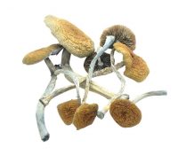 Mazatapec-mushrooms-bluegoba