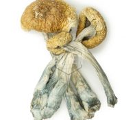 Panaeolus-Cyanescens-Mushrooms-510x510