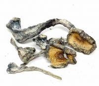 blue-meanies-magic-mushrooms-for-sale-canada-02