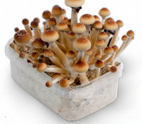mushroom-mycelium-box-L