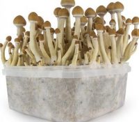 psilocybe-cubensis-b